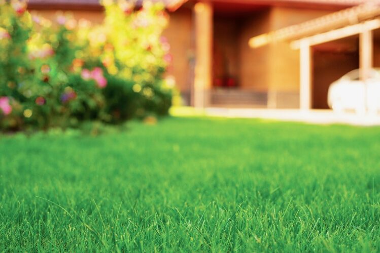 Lawn maintenence: What scarifying is and why it can be useful for soil